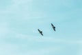 two birds flying through the sky together with clouds below them Royalty Free Stock Photo