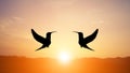 Two birds are flying at sunset, natural golden sunlight on the top of the mountain is a sign of good friendship Royalty Free Stock Photo