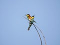 Two birds, golden bee-eater sit on the top of a dry branch against a clear blue sky outdoors, close-up.