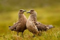 Two birds in the grass habitat with evening light. Brown skua, Catharacta antarctica, water bird sitting in the autumn grass, Norw Royalty Free Stock Photo