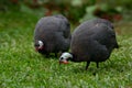 Two birds of Helmeted guineafowl are foraging in the grass together Royalty Free Stock Photo