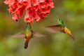 Two birds. Hummingbird Golden-bellied Starfrontlet, Coeligena bonapartei, with long golden tail, beautiful action flight scene Royalty Free Stock Photo