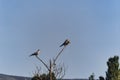 Two birds kissing and a bird of prey on a tree branch Royalty Free Stock Photo