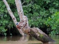 Two birds Lamprotornis elisabeth sitting on a snag Republic of the Congo