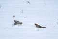 two birds are landing on the snow, near some dead plants Royalty Free Stock Photo