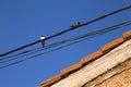 Two birds on light cables, blue sky and roof of rural house