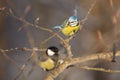 Two birds: a little bird chickadee and a tomtit