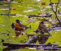 After the storm: birds in pond with tree debris and wet leaves Central Park, NYC Royalty Free Stock Photo