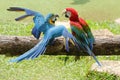 Two Birds in love in park