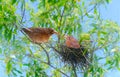 two birds in nest, blackbird feeding chick larva, nest in tree, birds parents rearing offspring, animal breeding in wild, wildlife Royalty Free Stock Photo