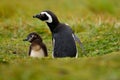 Two birds in the nesting ground hole, baby with mother, Magellanic penguin, Spheniscus magellanicus, nesting season, animals in th