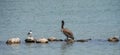 Two different coastal birds standing on rocks Royalty Free Stock Photo