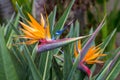 Two Birds Of Paradise Royalty Free Stock Photo