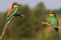 two birds of paradise sitting opposite each other Royalty Free Stock Photo