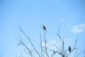 Two birds perched on a dry branch of tree on blue sky in evening background Royalty Free Stock Photo