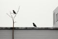 two birds perched on the edge of a building Royalty Free Stock Photo