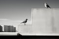 two birds perched on the edge of a building Royalty Free Stock Photo