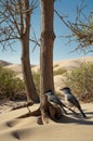Two Black-Capped Tyrant Birds on a Tree in a Desert Environment with Warm Tones Royalty Free Stock Photo