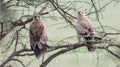 two birds perched on a branch of a tree in front of the camera Royalty Free Stock Photo