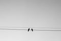 Two birds perching on wire with sky background in black and white tone