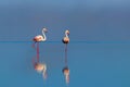 Two birds of pink african flamingos  walking around the blue lagoon on a sunny day Royalty Free Stock Photo