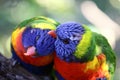 Two birds preening each others feathers. Royalty Free Stock Photo