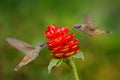 Two birds with red flower bloom. Hummingbird Brown Violet-ear, Colibri delphinae, birds flying next to beautiful violet bloom,