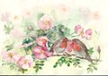 Two birds of a robin on the branches of rose hips. Garden flowers. Royalty Free Stock Photo