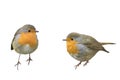 Two birds Robins in different poses Royalty Free Stock Photo