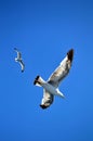 Two birds seagulls flying in the blue sky
