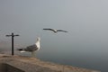 Two birds, seagulls, one sitting on the railing the second flies to her over the ocean, the weather is foggy, haze is Royalty Free Stock Photo