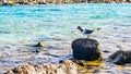 Two birds sharing the food, baby beach, aruba.