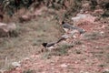 A birds sits on the rock