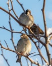 Two birds are sitting on a branch Royalty Free Stock Photo
