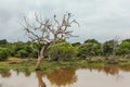 Two birds sitting on a dead tree in brown muddy lake. Royalty Free Stock Photo