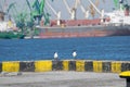 Two birds sitting on the dock black headed Gull