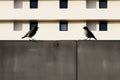 two birds sitting on the edge of a wall in front of a building Royalty Free Stock Photo