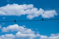 Two birds are sitting on the electric wire and staring at each other. Royalty Free Stock Photo