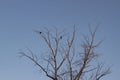 Two birds are sitting on a leafless branch against the evening blue sky. Silhouette of a tree against the sky with two Royalty Free Stock Photo