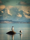 Two birds sitting on a rock by the sea Royalty Free Stock Photo