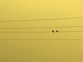 Two birds are sitting together by facing the other sides of each other on an electric wire. Royalty Free Stock Photo