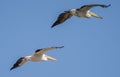 Two birds in the sky Royalty Free Stock Photo