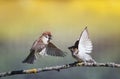 two birds sparrows on a branch in a sunny spring garden flapping their wings and beaks Royalty Free Stock Photo
