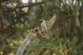 Birds-two sparrows are fighting Royalty Free Stock Photo