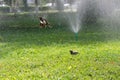 Two birds in the spray of the fountain, one sitting on the grass, and the second in flight Royalty Free Stock Photo