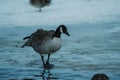 two birds standing in water near one another and one bird looking at the ground Royalty Free Stock Photo