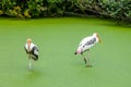 Two birds standing in green pond