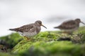 two birds are standing on the moss covered rocks near the ocean Royalty Free Stock Photo