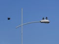 Two birds standing on the street lamp another one flying Royalty Free Stock Photo