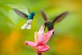 Two birds sucking nectar from pink flower. Flying blue and white hummingbird White-necked Jacobin, Florisuga mellivora, from Royalty Free Stock Photo